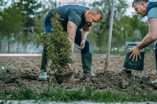 How Our Tree Care Process Works  in  Chaska, MN